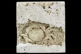 Fossil Crab (Potamon) Preserved in Travertine - Turkey #112348-2